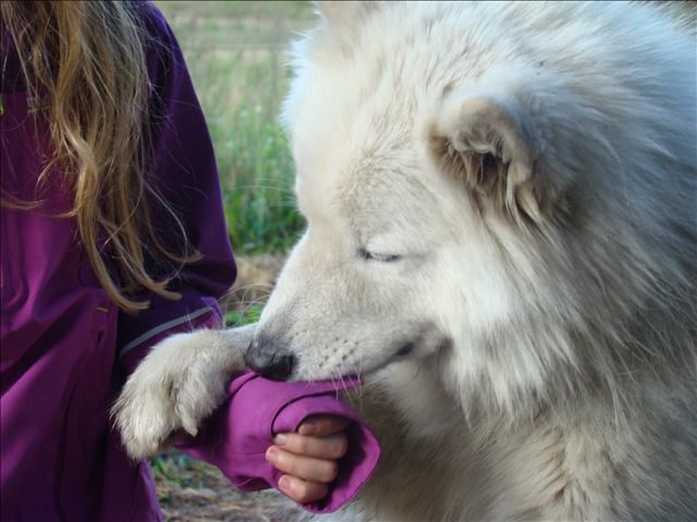 Husky